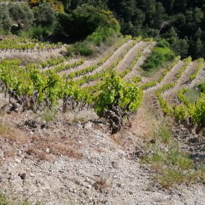 IGP Hérault Domaine de Montèzes Carignan 2023