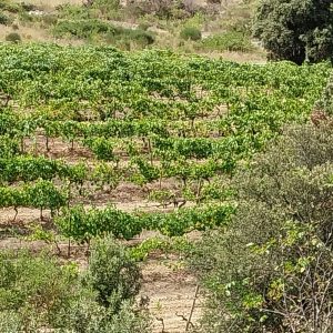 IGP Hérault Domaine de Montèzes Gavach 2023