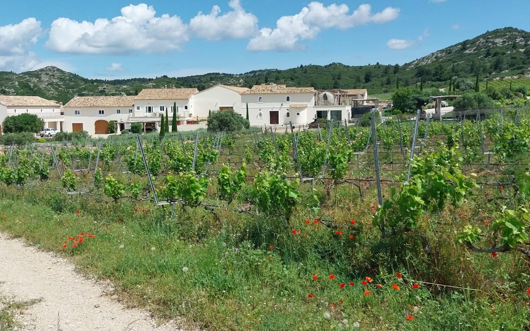 Les vins fruités, les vins d'été