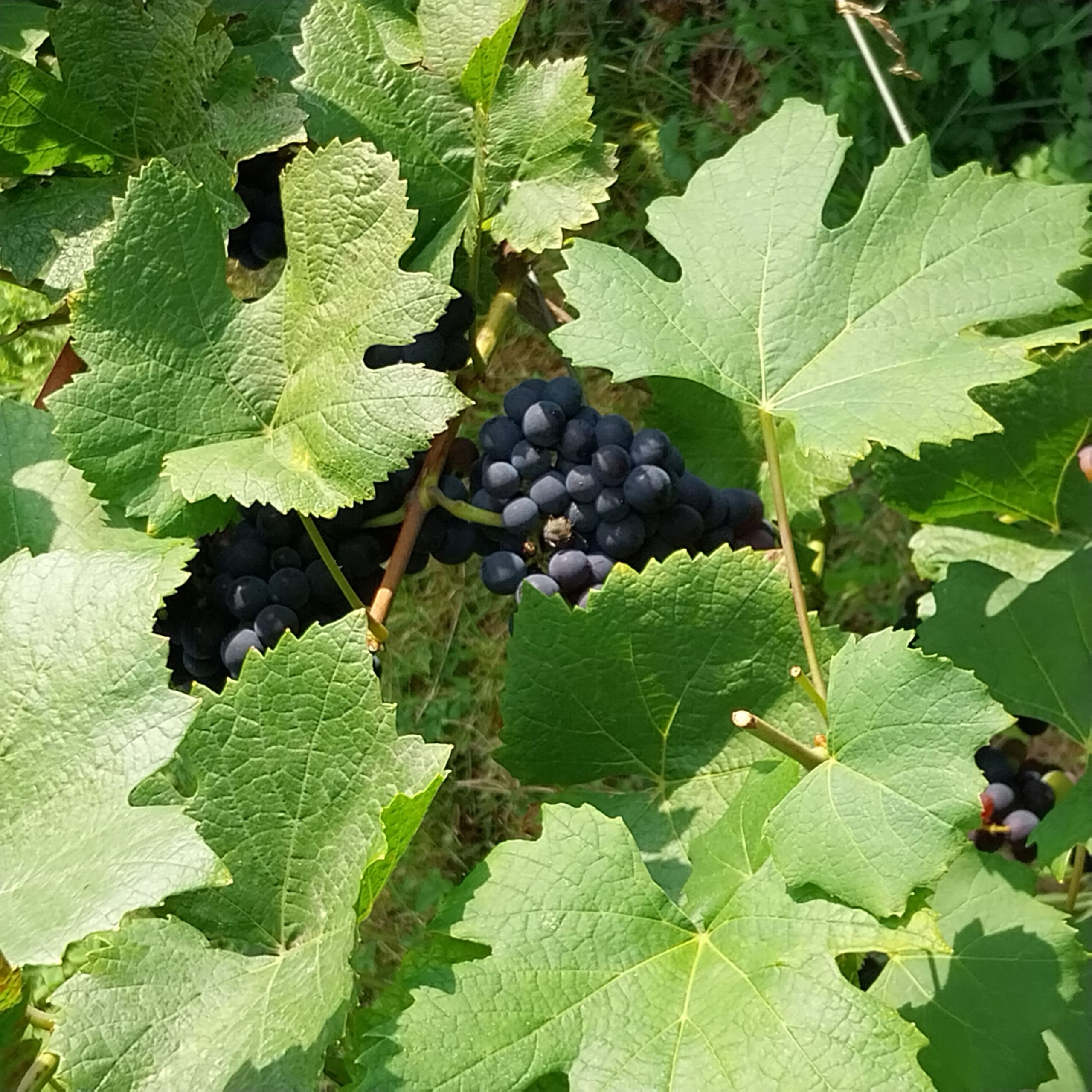 La vinification des vins nouveaux