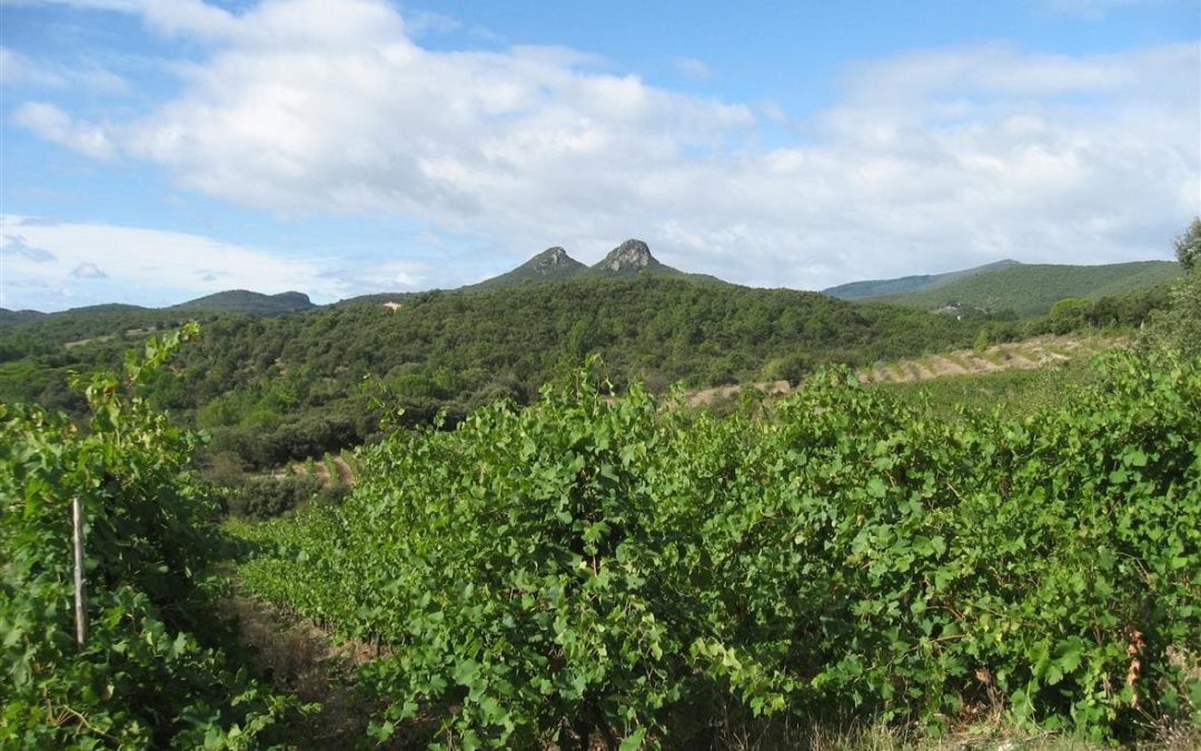 Domaine Les vignes oubliées – Terrasses du Larzac