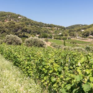 Carton Tour de France - Millésime 2022 Les grands vins