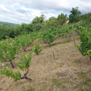Carton Tour de France - Millésime 2022