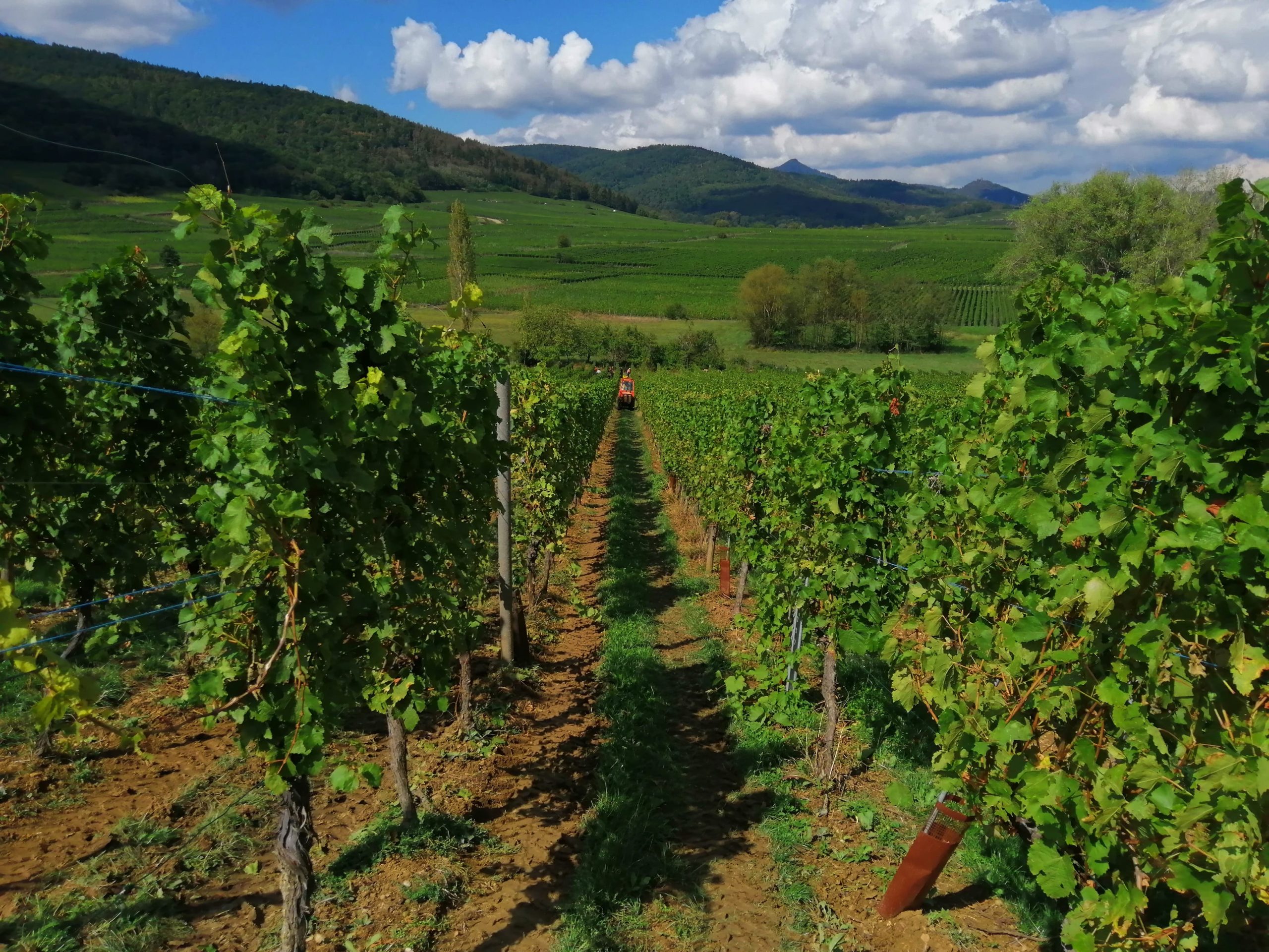 Domaine Guy Bocard – l&rsquo;excellence du terroir de Meursault