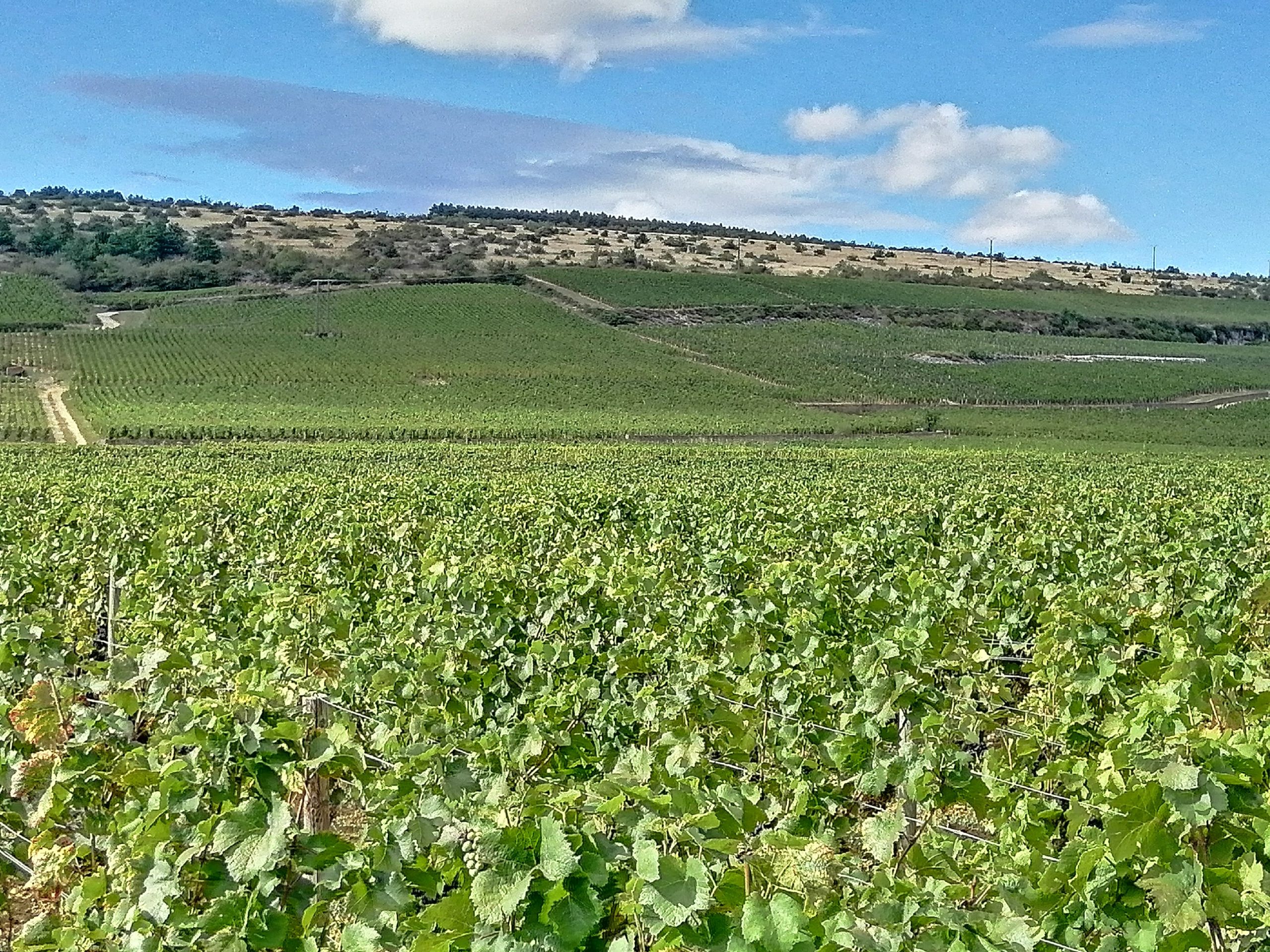 Domaine Nudant Plus de cinq siècles d&rsquo;histoire au service des grands terroirs de Bourgogne