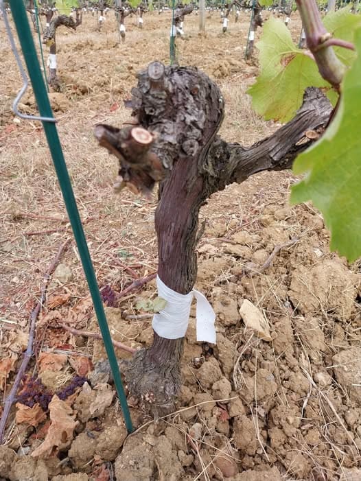 Le surgreffage : changer de cépage sans replanter la vigne