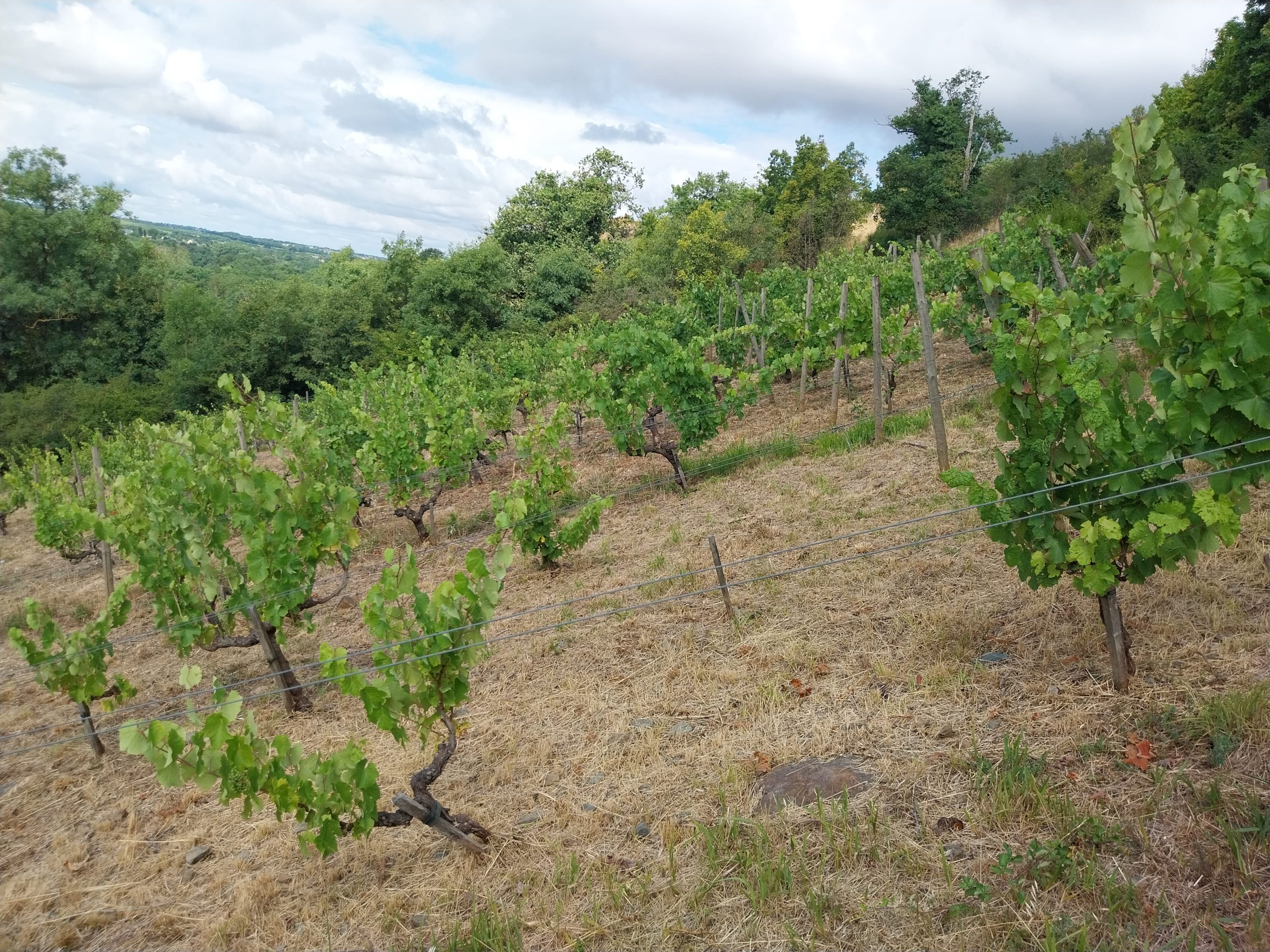 Domaine Les Bruyères Crozes-Hermitage l&rsquo;heure de la maturité 