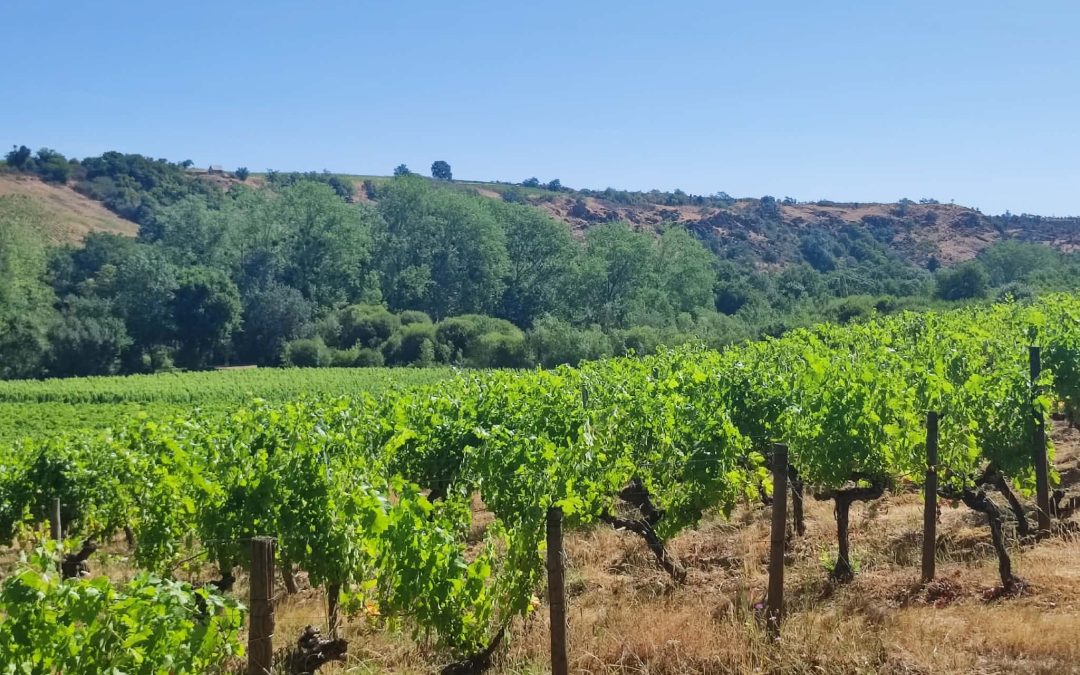 Domaine Denis Côte de Beaune