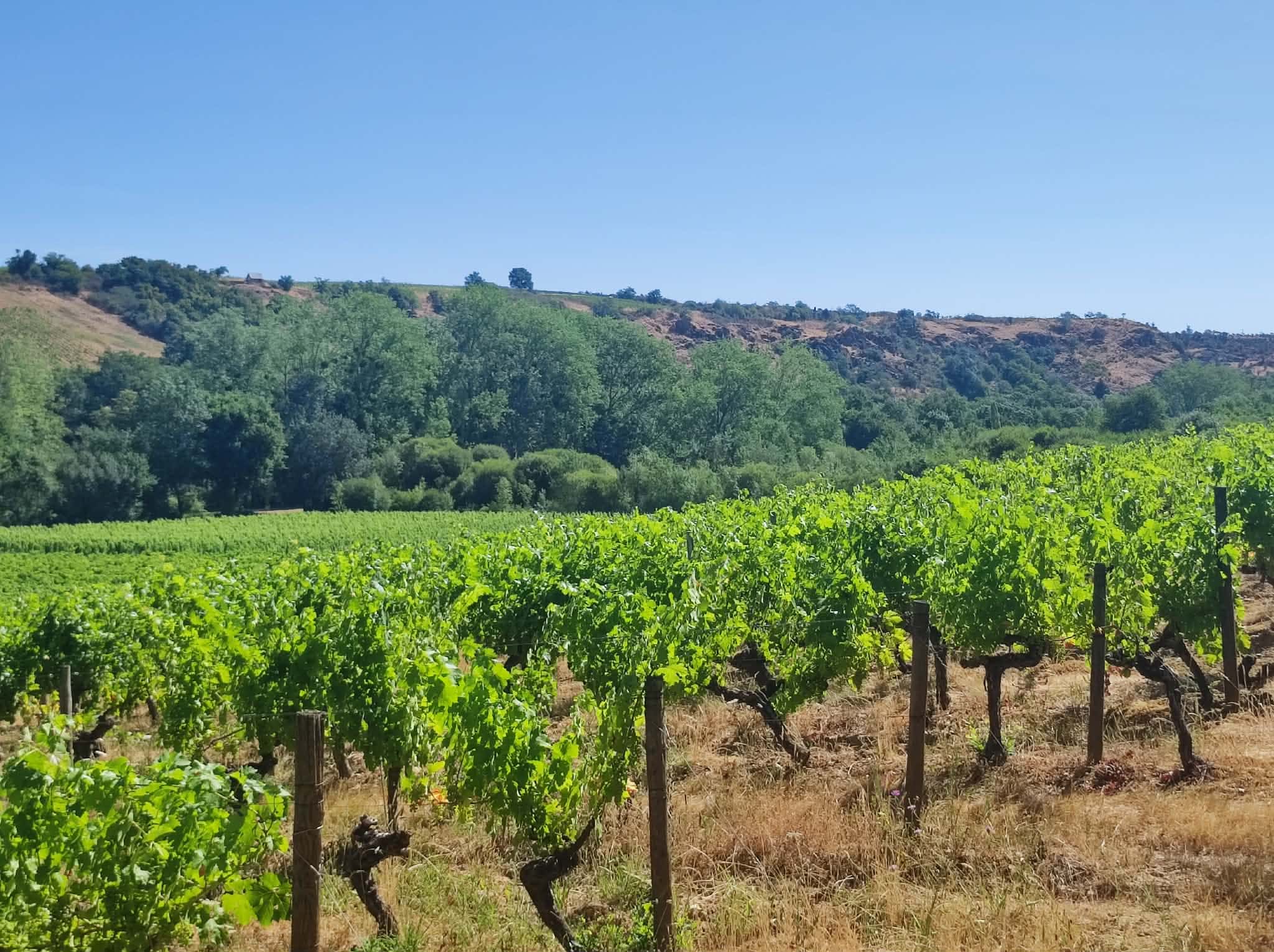 Domaine Denis Côte de Beaune