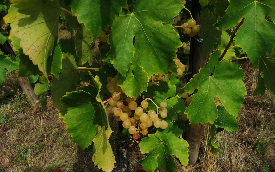 Domaine Nudant à Ladoix