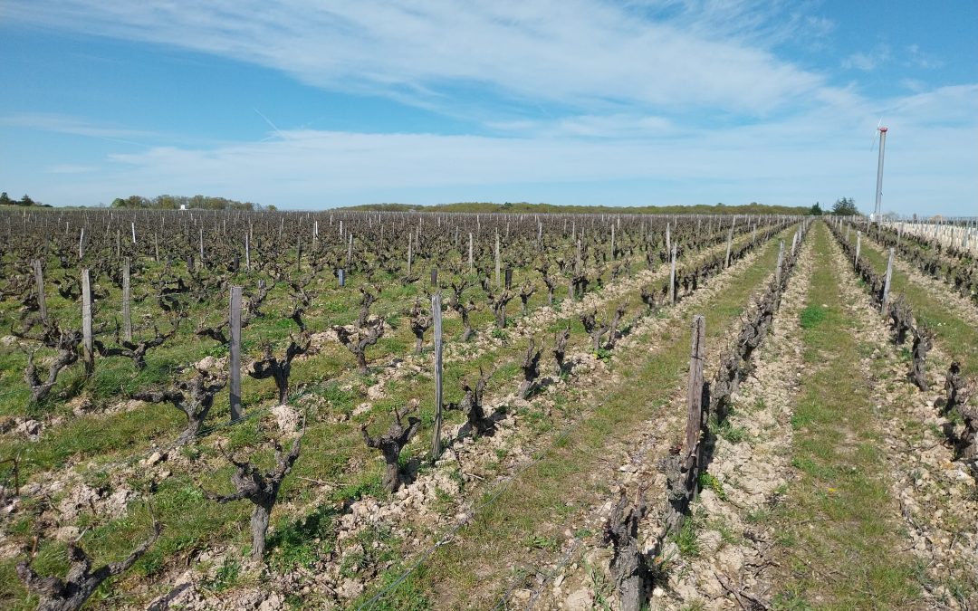 Domaine Xavier Frissant- Les terroirs de Touraine