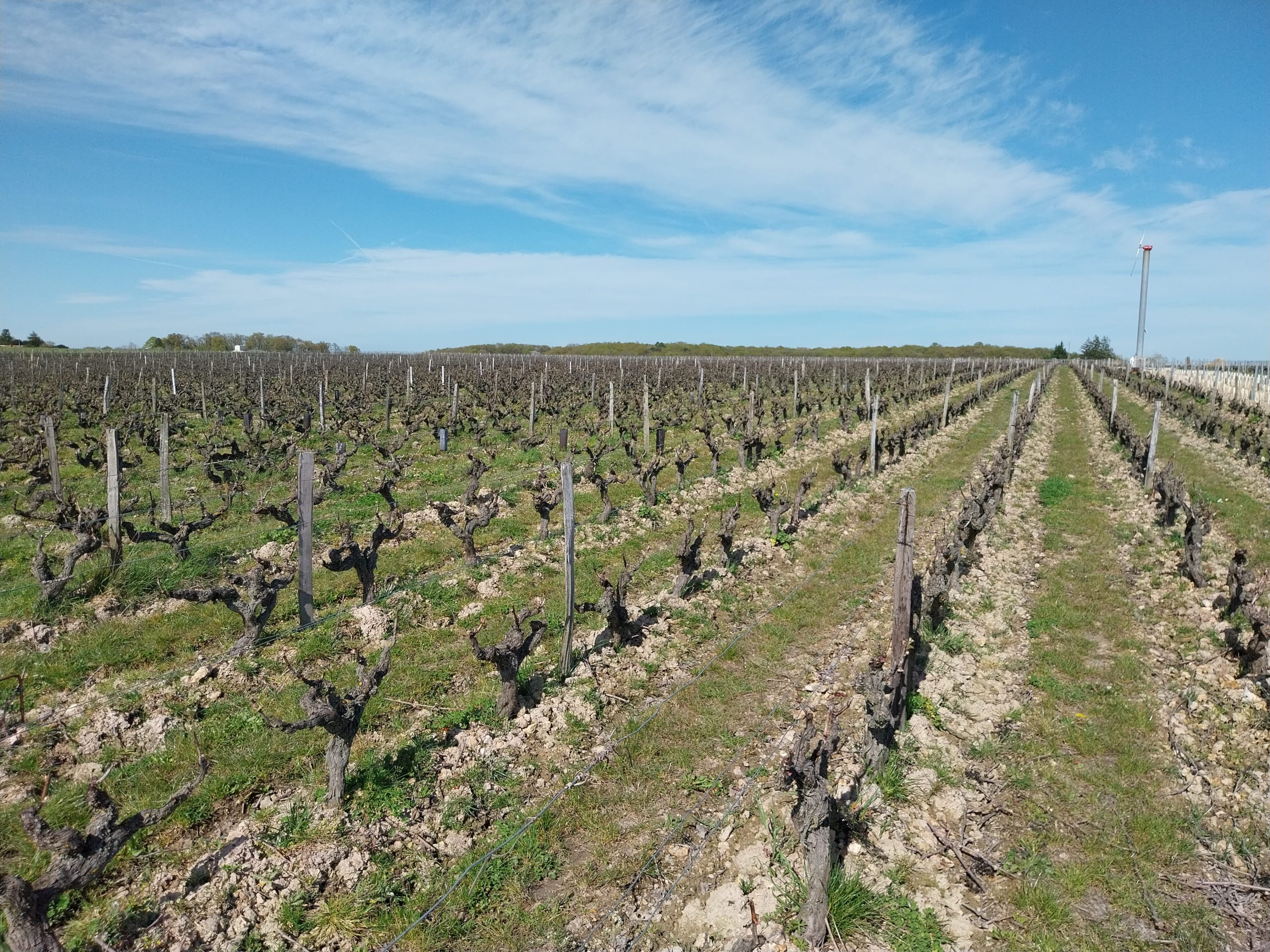 Domaine Xavier Frissant- Les terroirs de Touraine