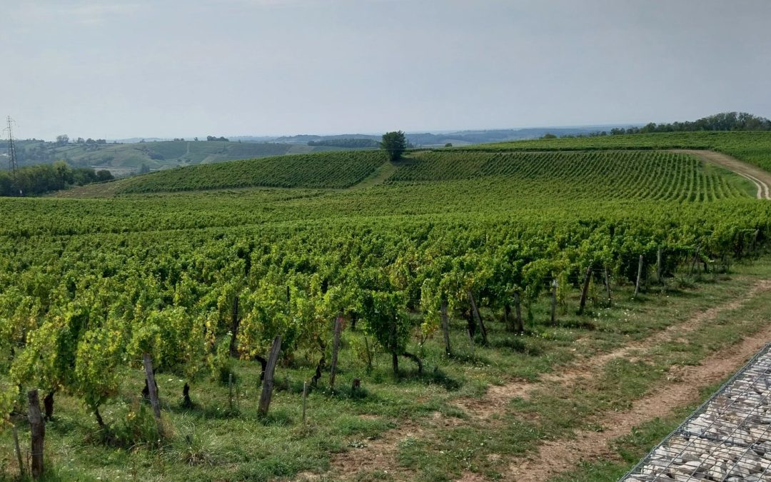Domaine de la Taille aux loups Montlouis sur Loire