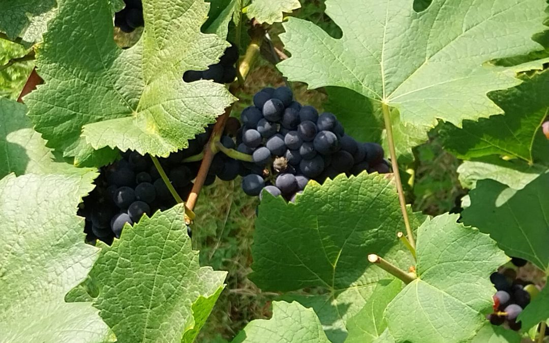 La vinification des vins nouveaux