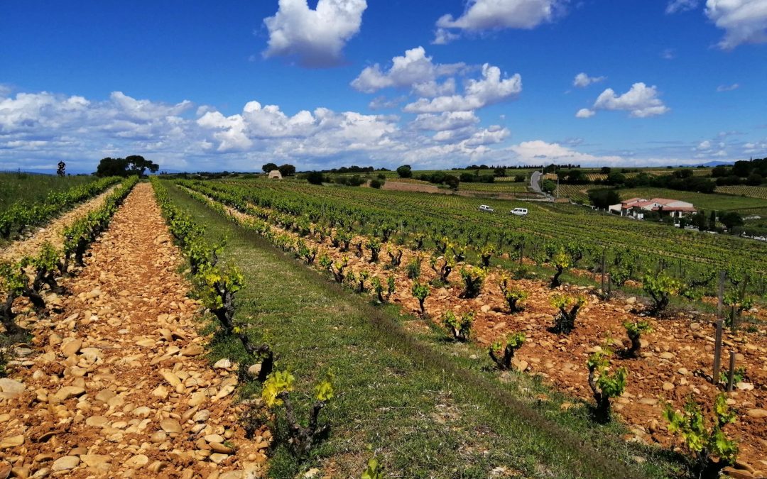 La vallée du Rhône, un vignoble aux deux visages