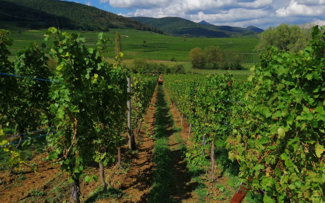 Domaine Guy Bocard – l&rsquo;excellence du terroir de Meursault